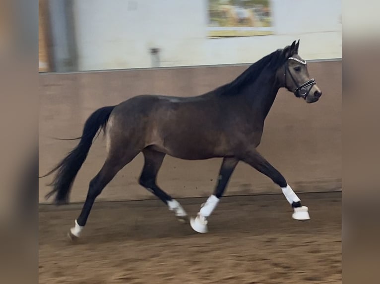 Duitse rijpony Hengst Buckskin in Achim