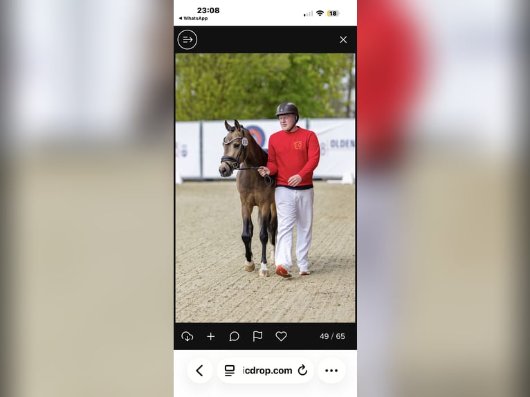 Duitse rijpony Hengst Buckskin in Achim