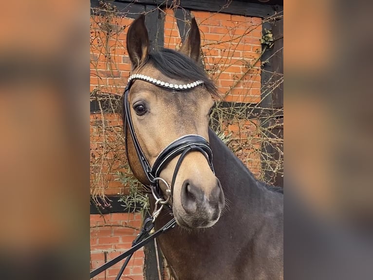 Duitse rijpony Hengst Buckskin in Achim