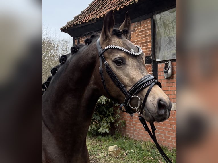 Duitse rijpony Hengst Buckskin in Achim