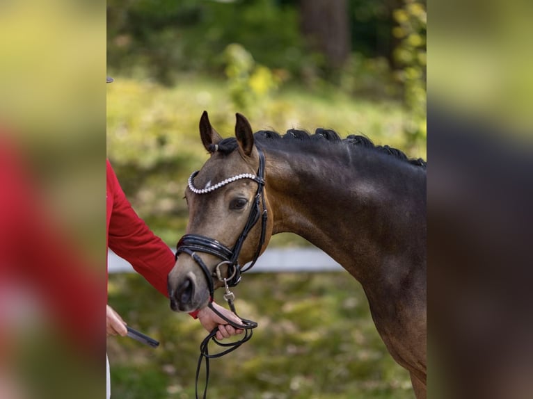 Duitse rijpony Hengst Buckskin in Achim