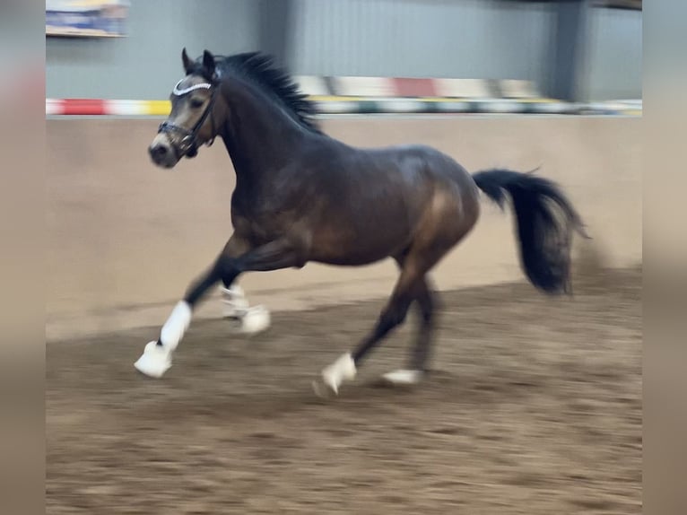 Duitse rijpony Hengst Buckskin in Achim