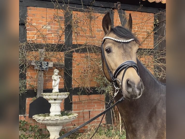 Duitse rijpony Hengst Buckskin in Achim