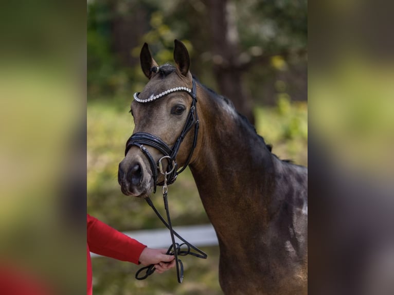 Duitse rijpony Hengst Buckskin in Achim