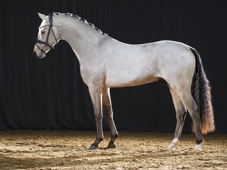 Duitse rijpony Hengst Buckskin in Bedburg