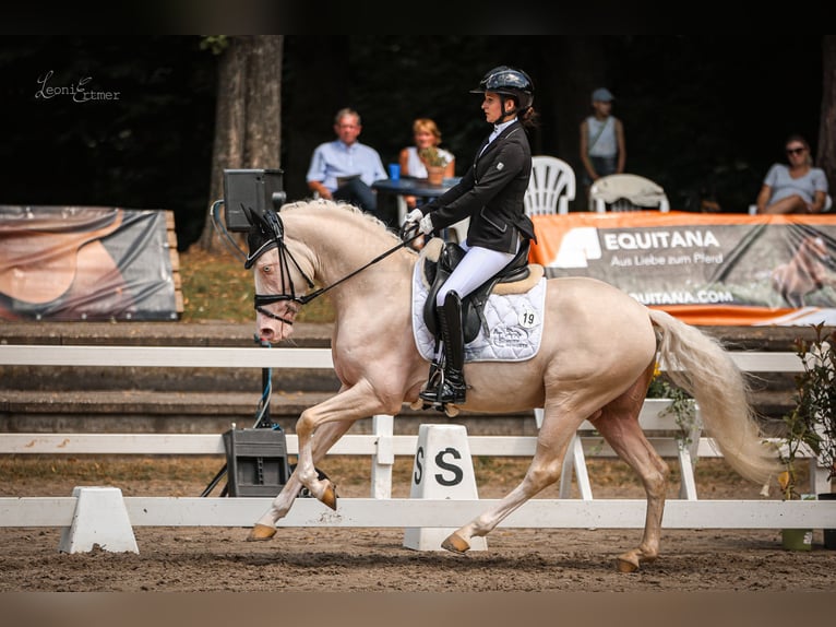 Duitse rijpony Hengst Cremello in Bedburg