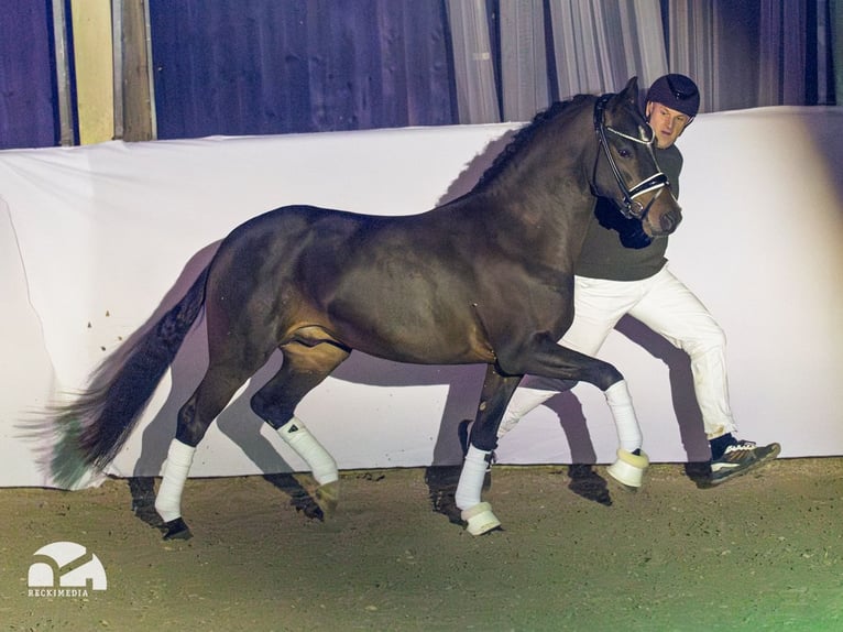 Duitse rijpony Hengst Donkerbruin in Bedburg