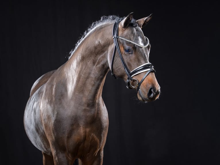 Duitse rijpony Hengst Donkerbruin in Bedburg
