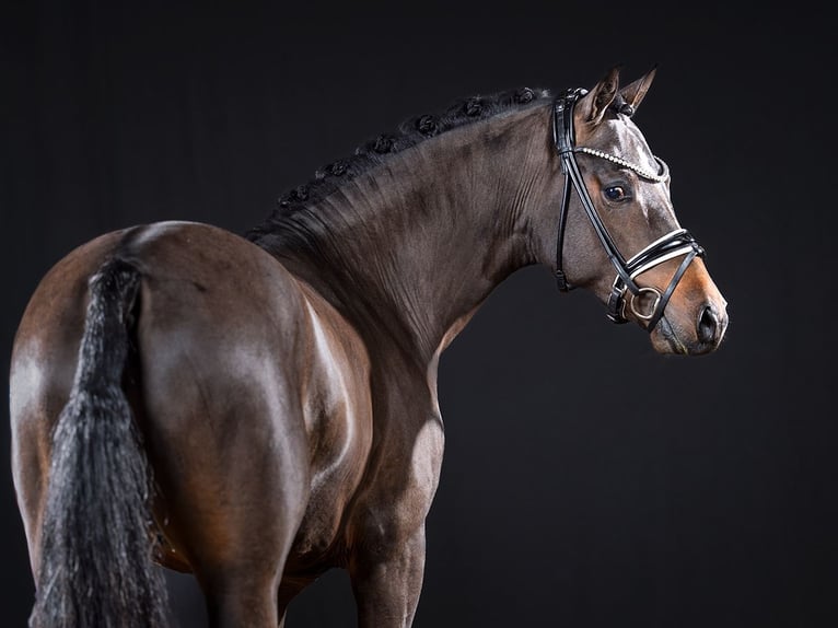 Duitse rijpony Hengst Donkerbruin in Bedburg