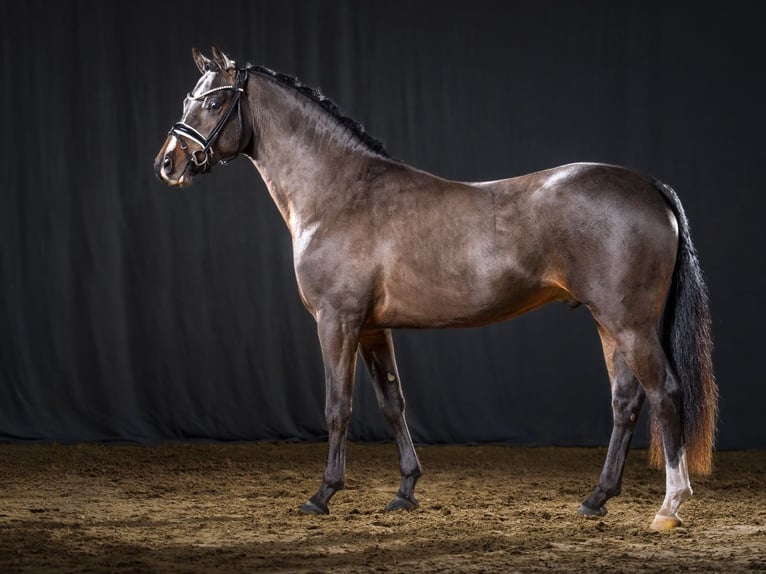 Duitse rijpony Hengst Donkerbruin in Bedburg