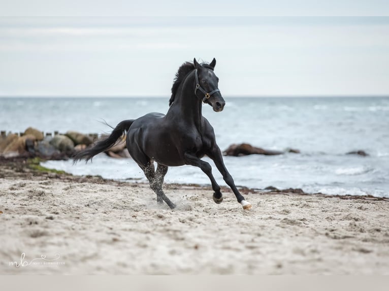 Duitse rijpony Hengst in Hollenstedt