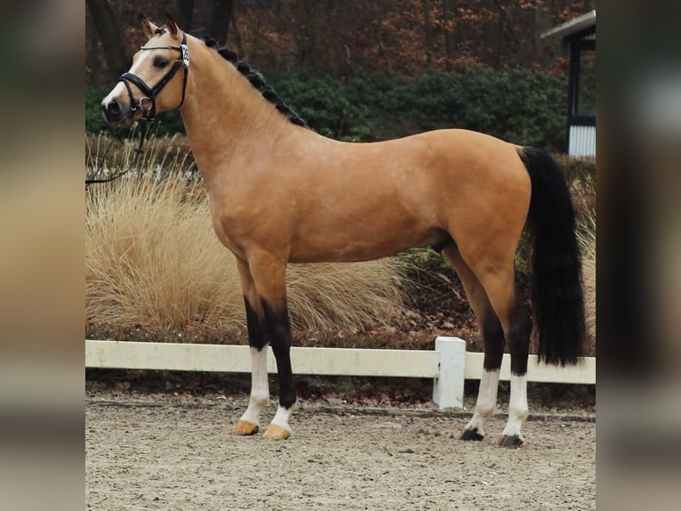 Duitse rijpony Hengst Falbe in Goch