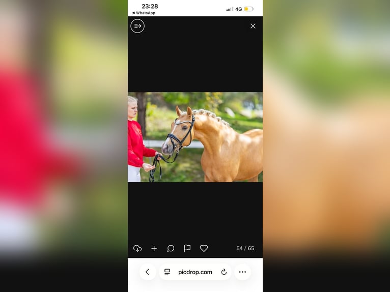 Duitse rijpony Hengst Palomino in Achim