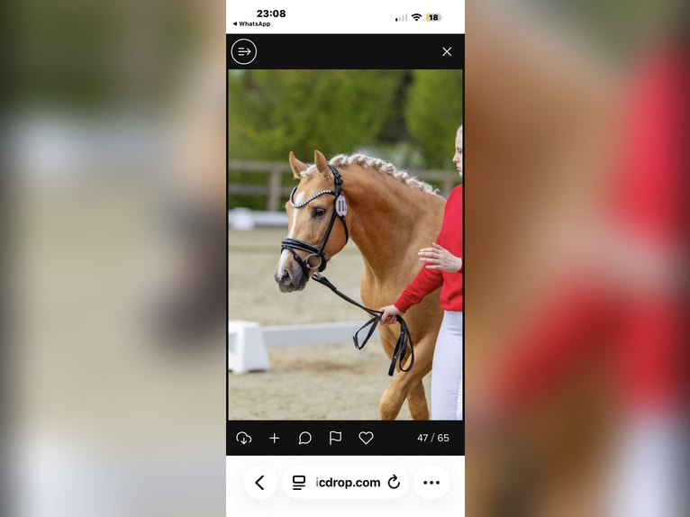 Duitse rijpony Hengst Palomino in Achim