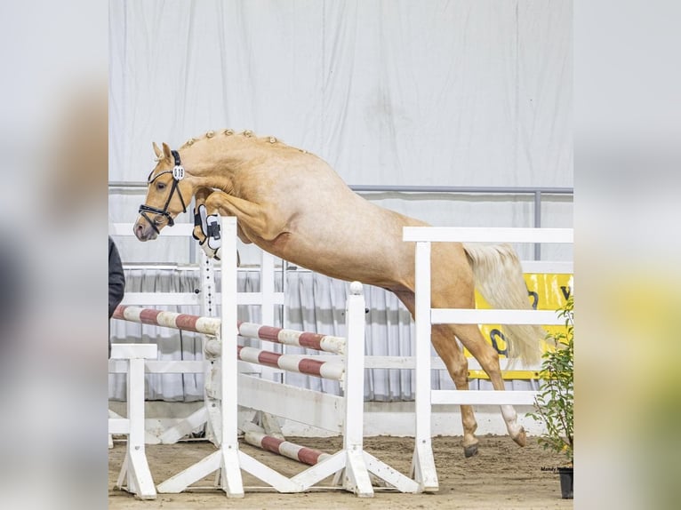 Duitse rijpony Hengst Palomino in Achim