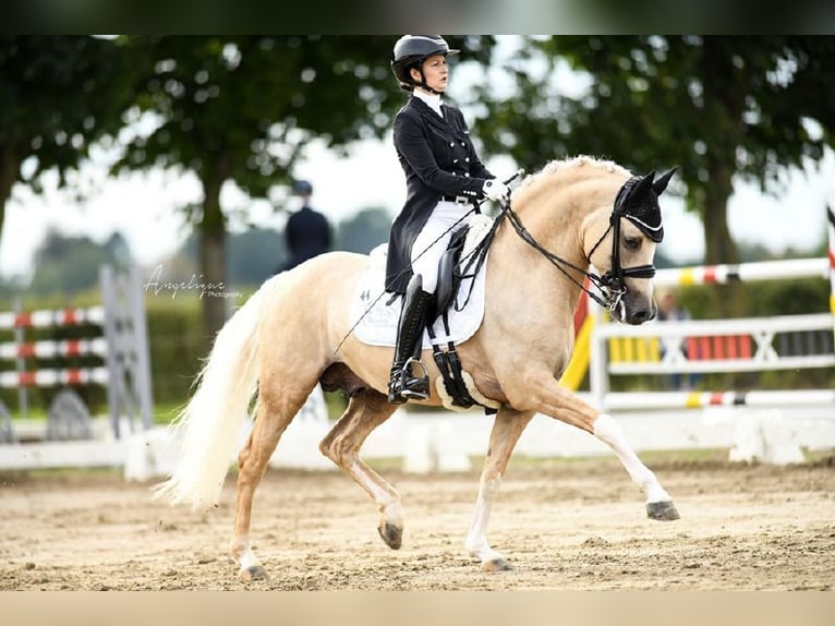 Duitse rijpony Hengst Palomino in Bedburg