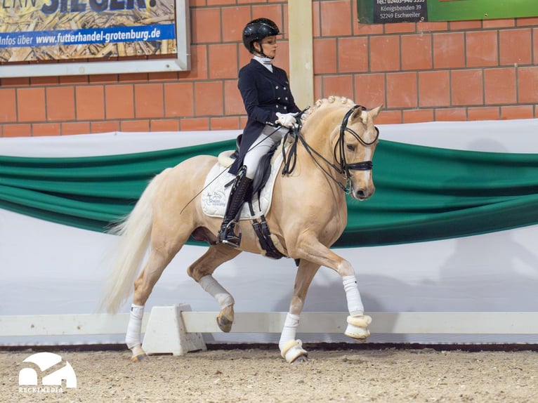 Duitse rijpony Hengst Palomino in Bedburg