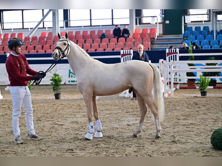 Duitse rijpony Hengst Palomino in Oberbarnim Bollersdorf