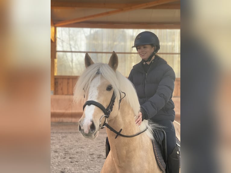 Duitse rijpony Hengst Palomino in Wismar