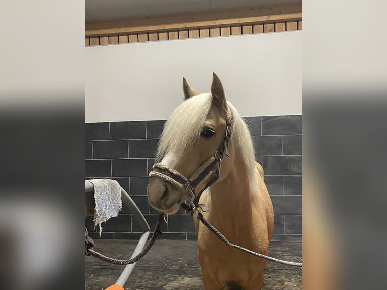 Duitse rijpony Hengst Palomino in Wismar