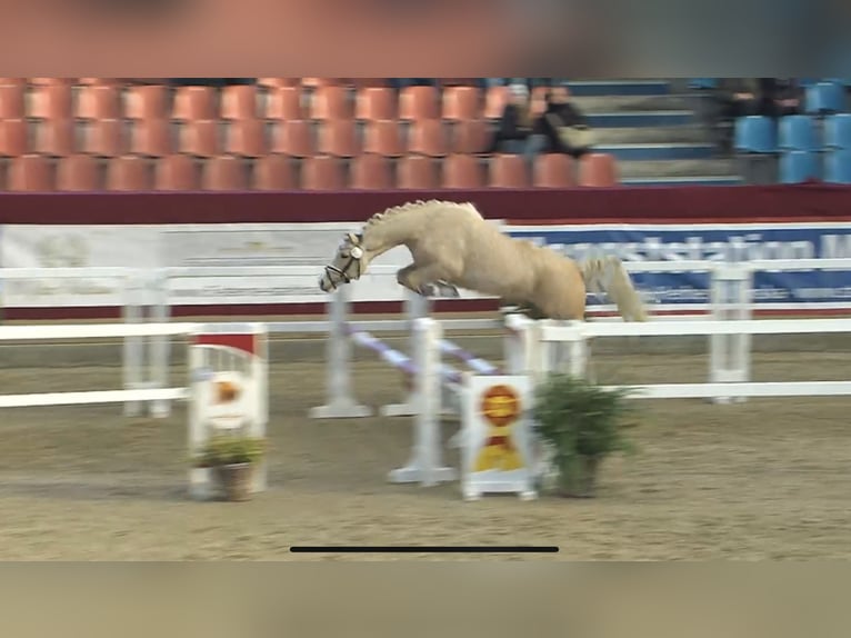 Duitse rijpony Hengst Palomino in Wismar