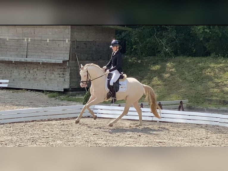 Duitse rijpony Hengst Perlino in Achim