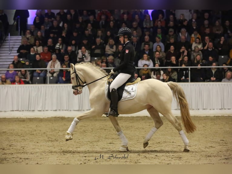 Duitse rijpony Hengst Perlino in Achim