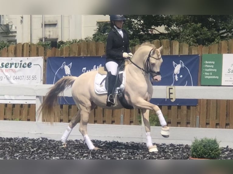 Duitse rijpony Hengst Perlino in Achim