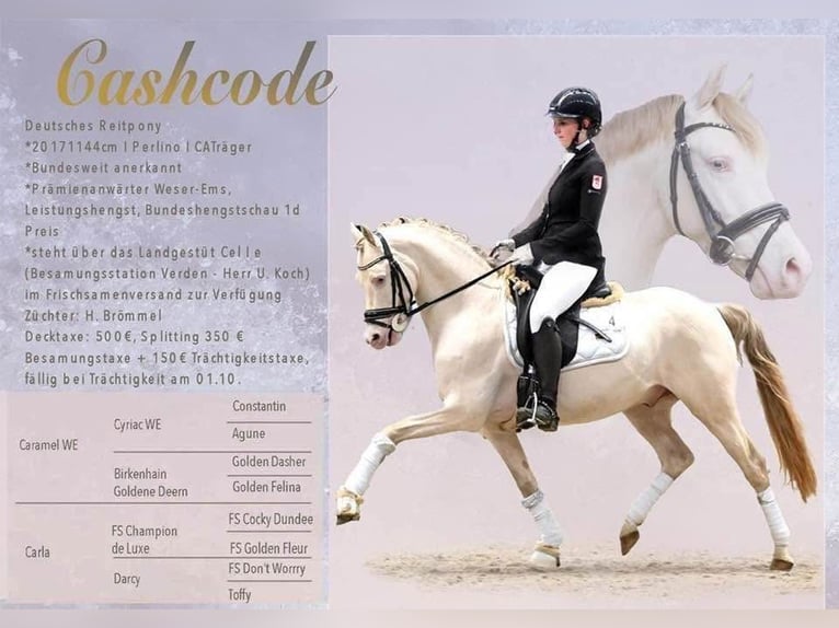 Duitse rijpony Hengst Perlino in Achim