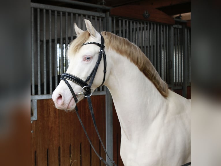 Duitse rijpony Hengst Perlino in Achim