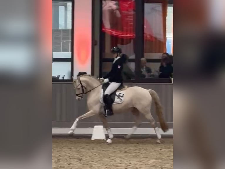 Duitse rijpony Hengst Perlino in Achim