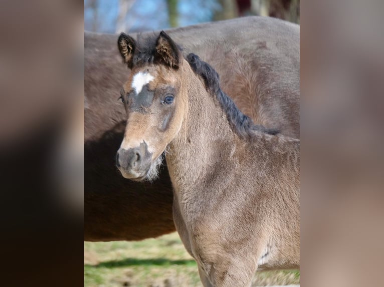 Duitse rijpony Hengst Veulen (01/2026) 100 cm Zwart in Rott