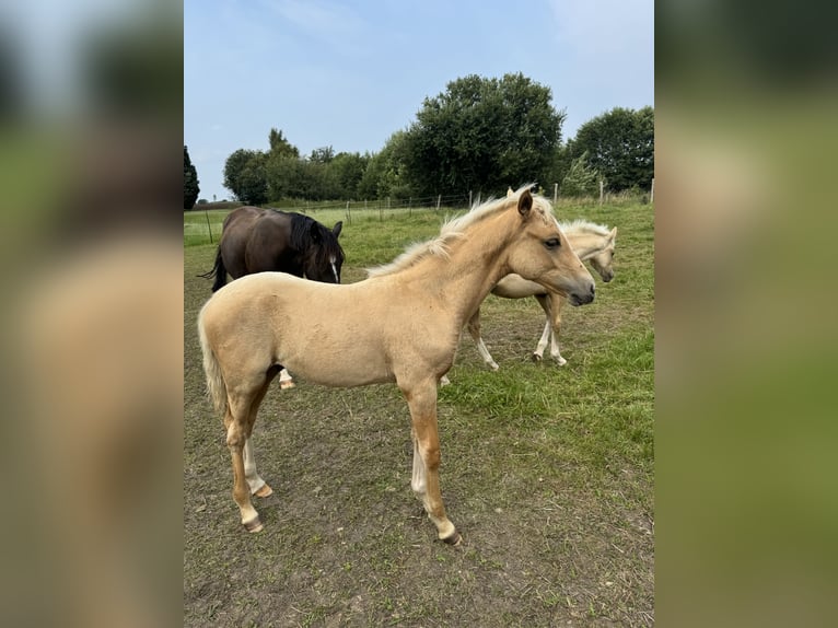 Duitse rijpony Hengst veulen (04/2024) 102 cm Palomino in Stakendorf