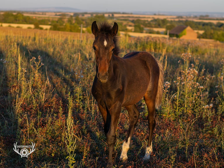 Duitse rijpony Hengst Veulen (05/2026) 130 cm Bruin in Bad Langensalza