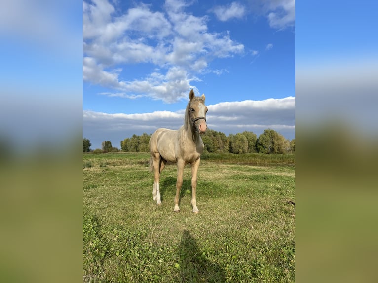 Duitse rijpony Hengst  135 cm Palomino in Frose