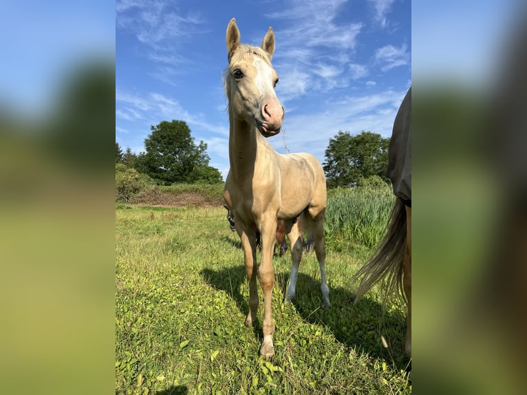 Duitse rijpony Hengst  135 cm Palomino in Frose