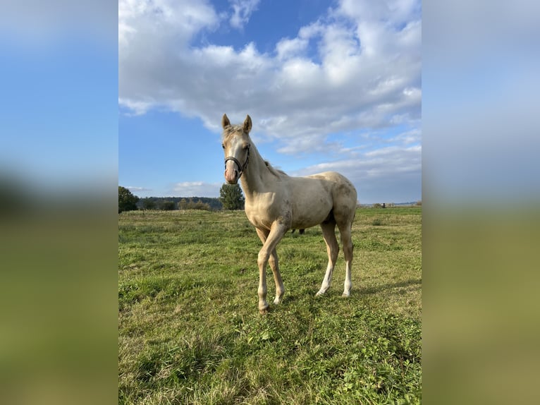 Duitse rijpony Hengst  135 cm Palomino in Frose