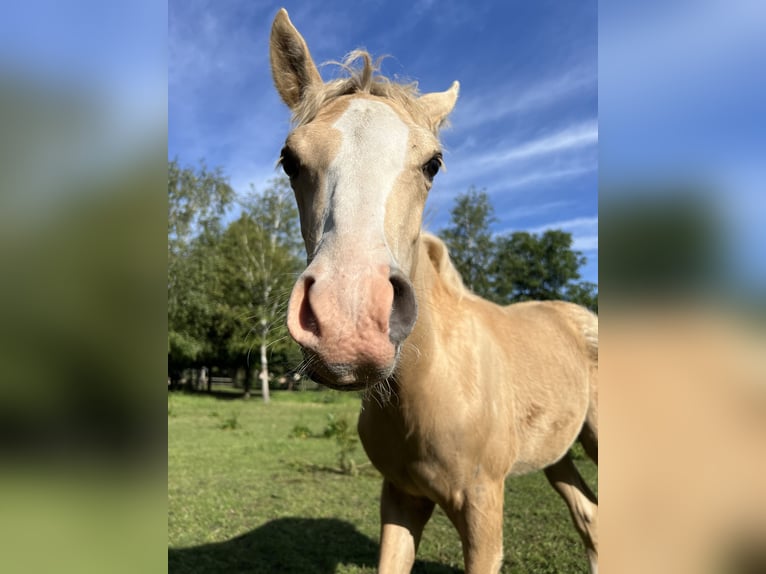 Duitse rijpony Hengst  135 cm Palomino in Frose