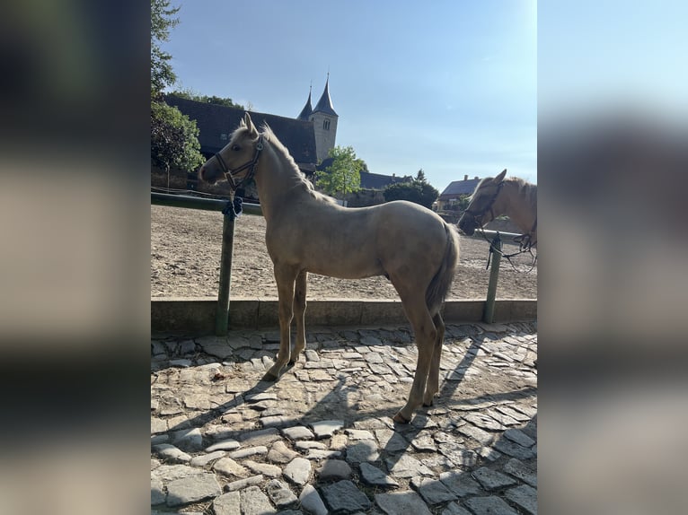 Duitse rijpony Hengst  135 cm Palomino in Frose