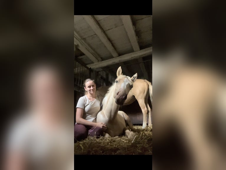 Duitse rijpony Hengst  135 cm Palomino in Frose