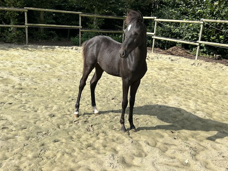 Duitse rijpony Hengst veulen (05/2024) 140 cm Zwart in Visbek