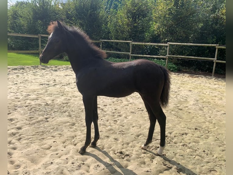 Duitse rijpony Hengst veulen (05/2024) 140 cm Zwart in Visbek