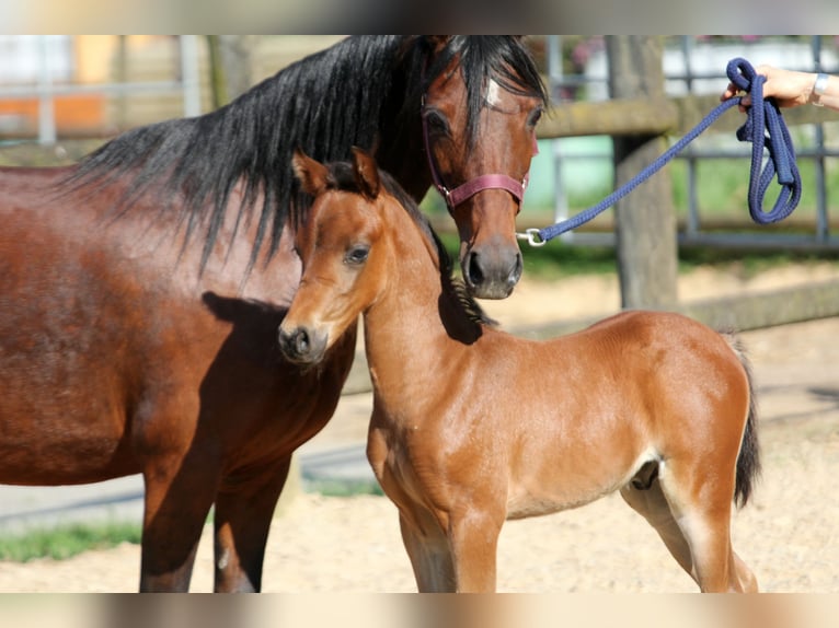 Duitse rijpony Hengst veulen (04/2024) 145 cm Bruin in Klein Meckelsen