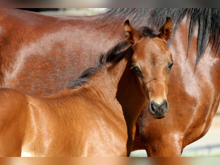 Duitse rijpony Hengst veulen (04/2024) 145 cm Bruin in Klein Meckelsen