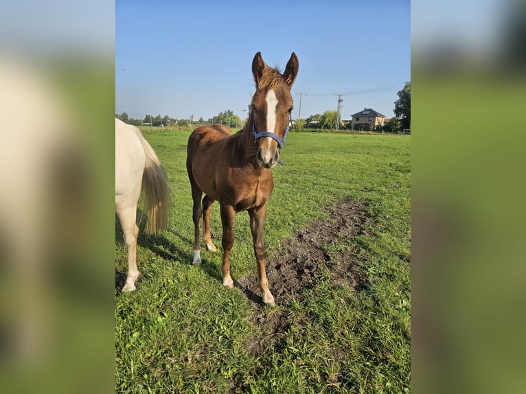 Duitse rijpony Hengst Veulen (03/2025) 145 cm Donkere-vos in L&#xF6;cknitz