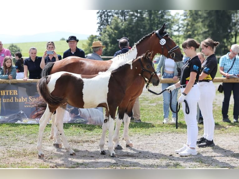 Duitse rijpony Hengst veulen (03/2024) 145 cm Gevlekt-paard in Neuenburg am Rhein