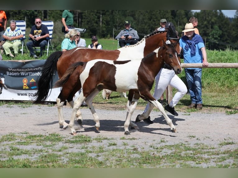 Duitse rijpony Hengst veulen (03/2024) 145 cm Gevlekt-paard in Neuenburg am Rhein