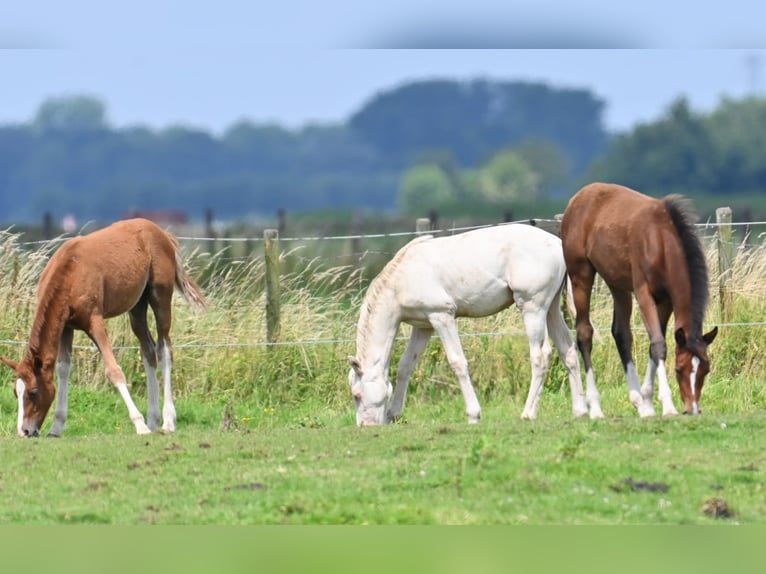 Duitse rijpony Hengst veulen (03/2024) 145 cm Perlino in Strijen