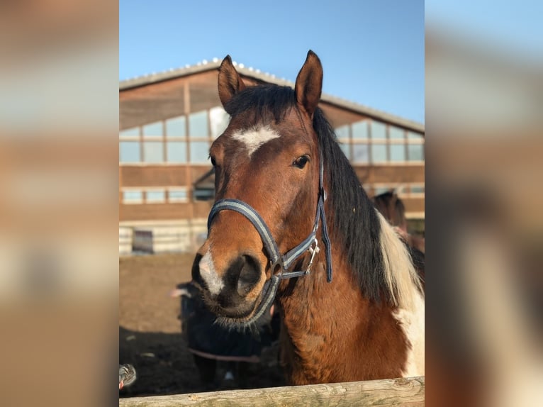 Duitse rijpony Hengst Veulen (03/2025) 145 cm in Jesteburg