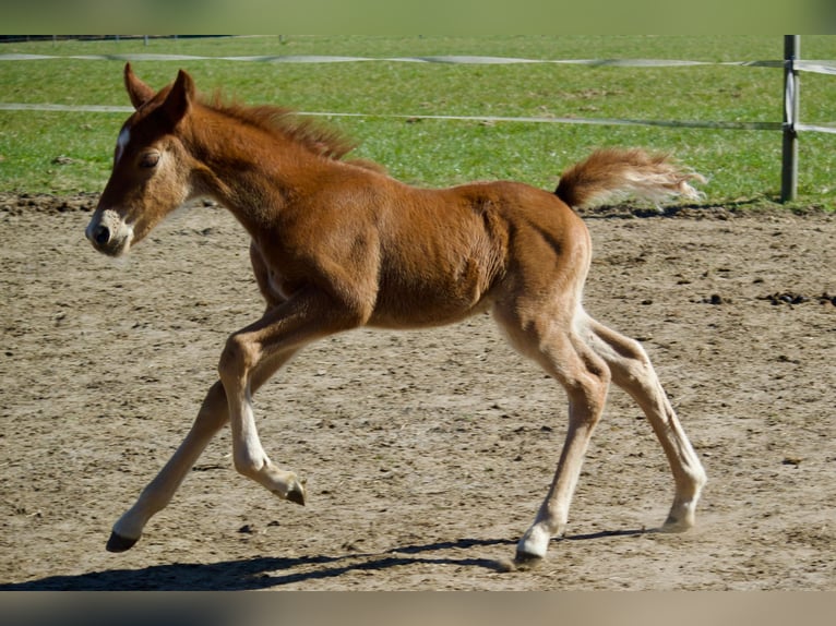 Duitse rijpony Hengst Veulen (03/2025) 145 cm in Jesteburg